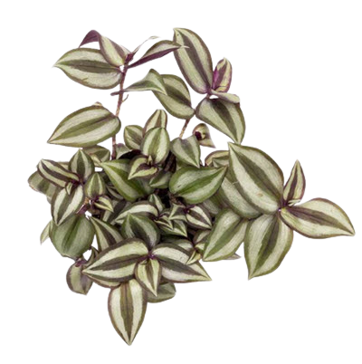 Wandering Jew Purple 